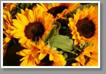 Sonnenblumen