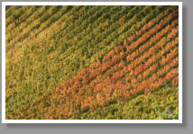 Weinberge im Herbst - Unterfranken - Deutschland