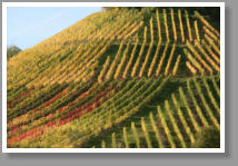 Weinberge im Herbst - Unterfranken - Deutschland