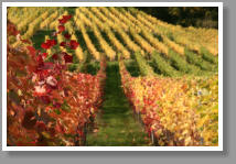 Weinberge im Herbst - Unterfranken - Deutschland