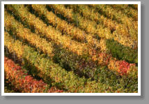 Weinberge im Herbst - Unterfranken - Deutschland