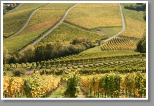 Weinberge im Herbst - Unterfranken - Deutschland