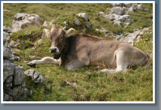 Rinder in den Alpen - Hoher Ifen - sterreich