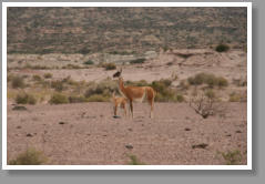 Guanacos - Argentina