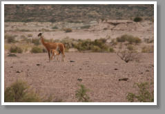 Guanacos - Argentina