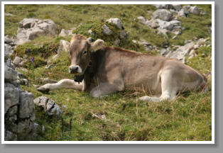 Rinder in den Alpen - Hoher Ifen - sterreich