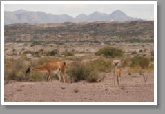 Guanacos - Argentina