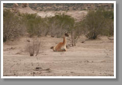 Guanaco - Argentina
