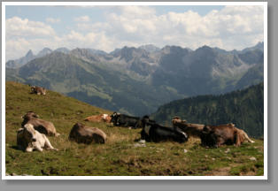 Rinder in den Alpen - Hoher Ifen - sterreich