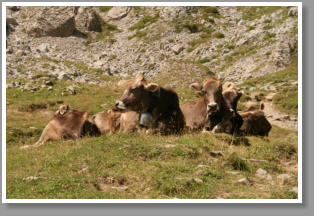 Rinder in den Alpen - Hoher Ifen - sterreich