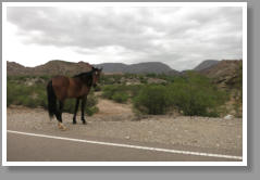 Pferd in der Wildnis Argentiniens