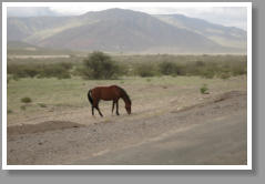 Caballo - Argentina