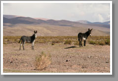 Esel in der Wildnis Argentiniens