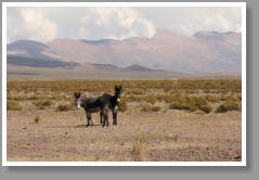 Burro - Argentina