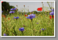 Mohn und Kornblumen im Rapsfeld