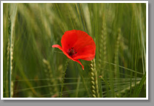 Mohnblume im Kornfeld