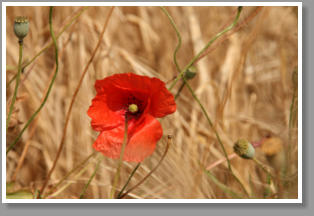 Mohnblume im Kornfeld