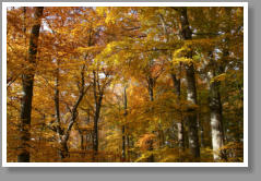 Herbst - Schwbische Alb - Deutschland